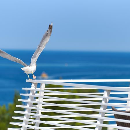 פורץ Hotel Albatros Plava Laguna מראה חיצוני תמונה