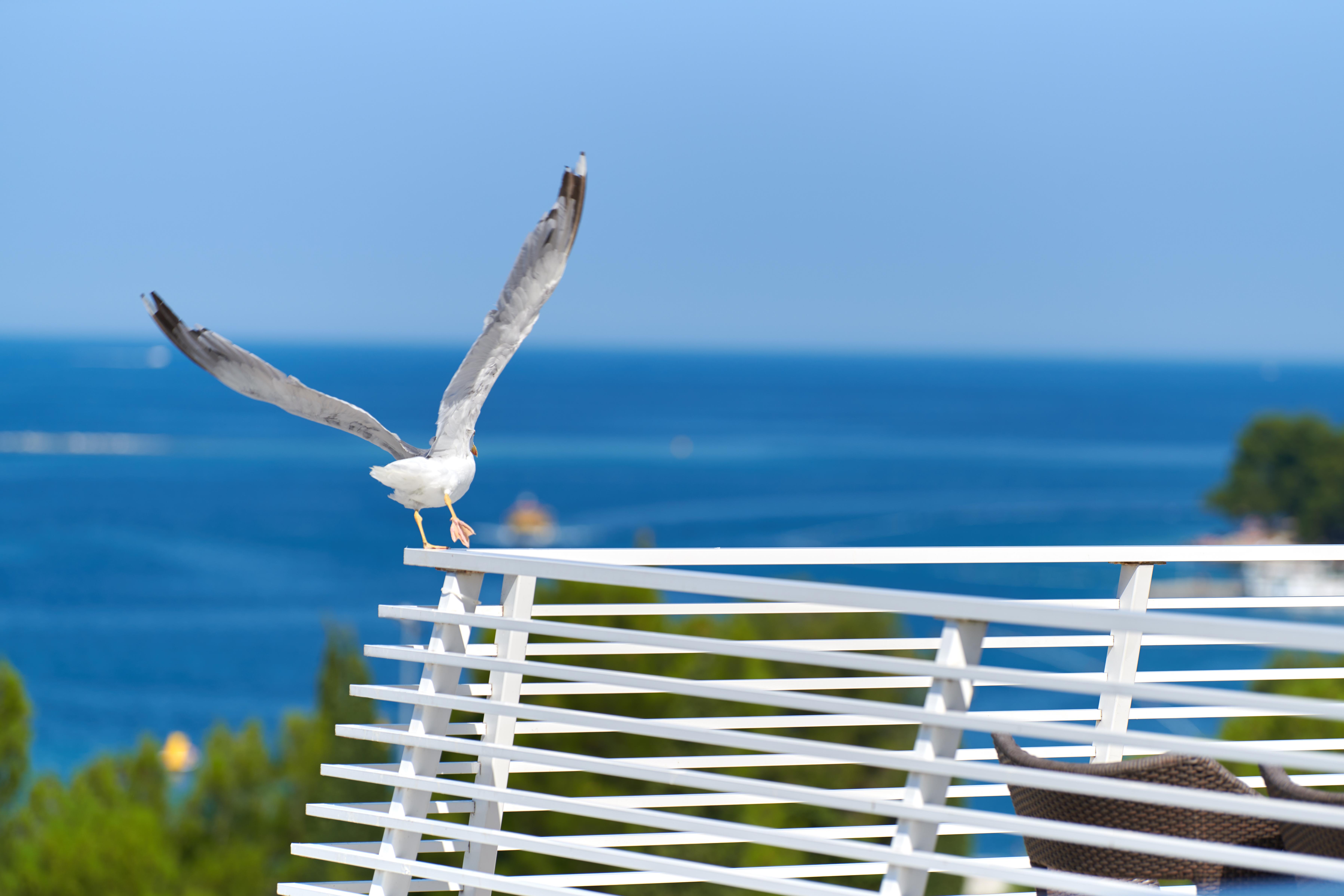 פורץ Hotel Albatros Plava Laguna מראה חיצוני תמונה